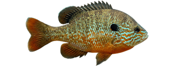 Redbreast sunfish