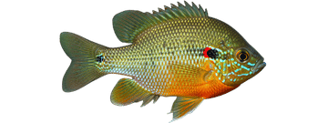 Redear sunfish