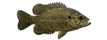 Rock bass