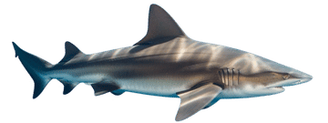Sandbar shark
