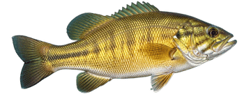 Smallmouth bass
