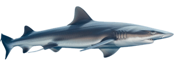 Smooth dogfish