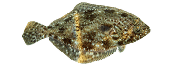 Summer flounder