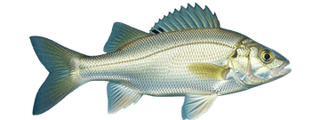 White perch